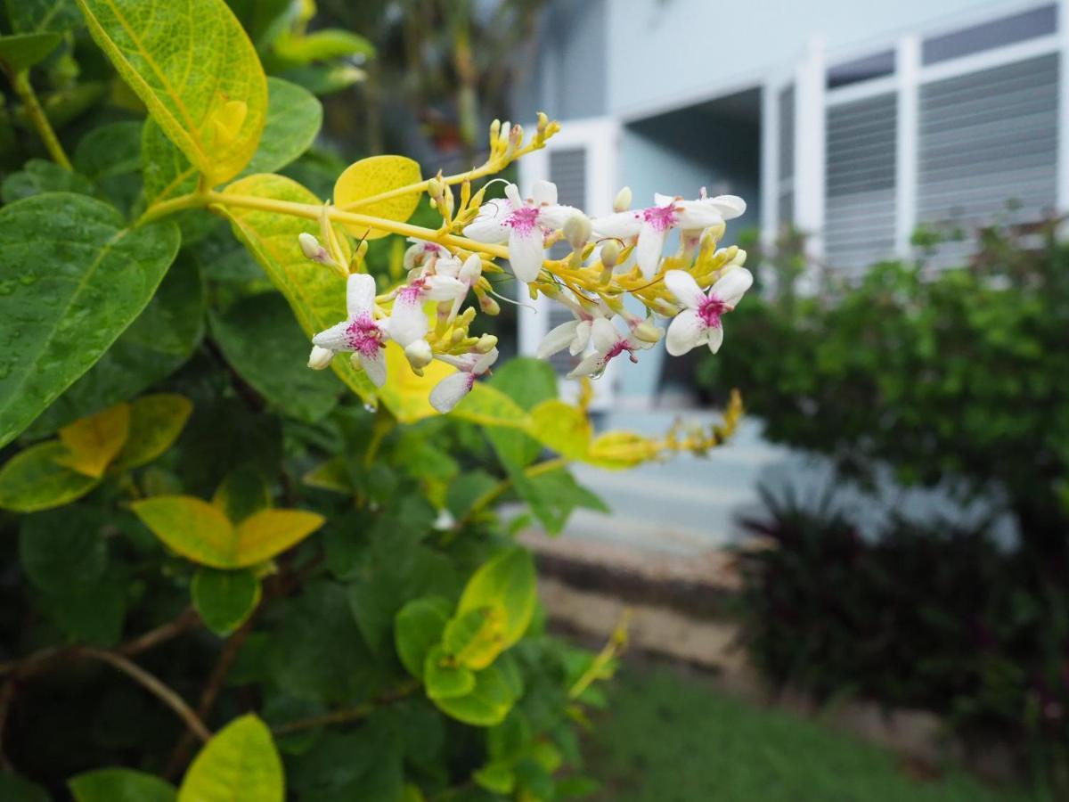 Kas di BaMi op Seru Coral Resort - Ruim appartement met groot zwembad en tropische tuin Willemstad Buitenkant foto